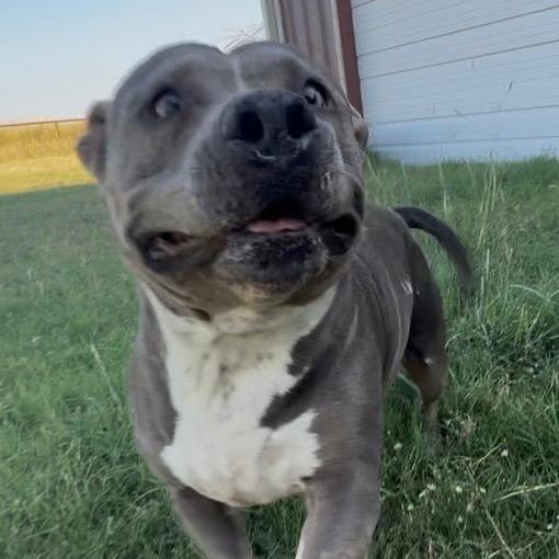 Jade, Adoptable, Adult Female American Staffordshire Terrier & Pit Bull Terrier.