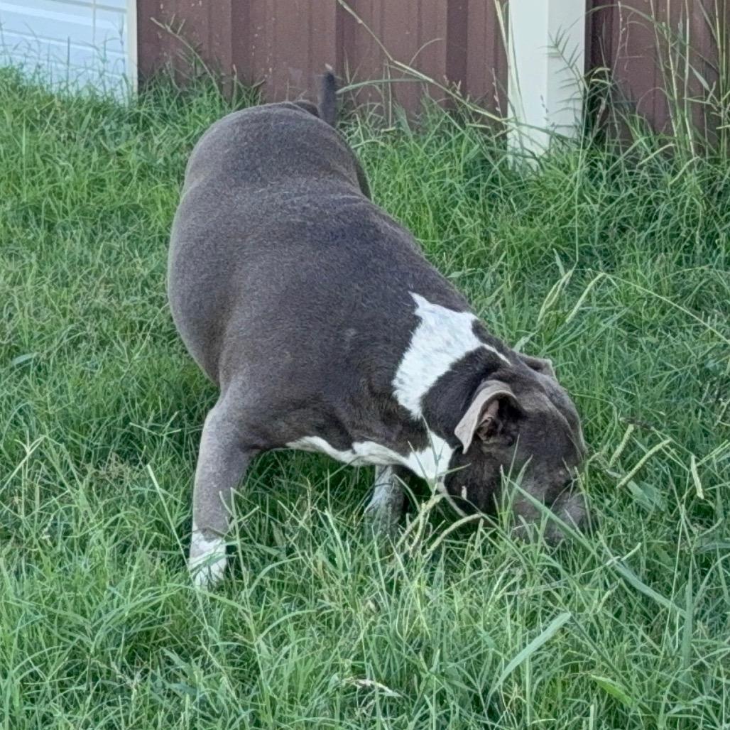 Jade, a Adoptable mixed breed in Aledo, TX image 2/5