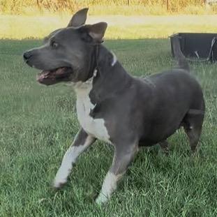 Jade, a Adoptable mixed breed in Aledo, TX image 3/5