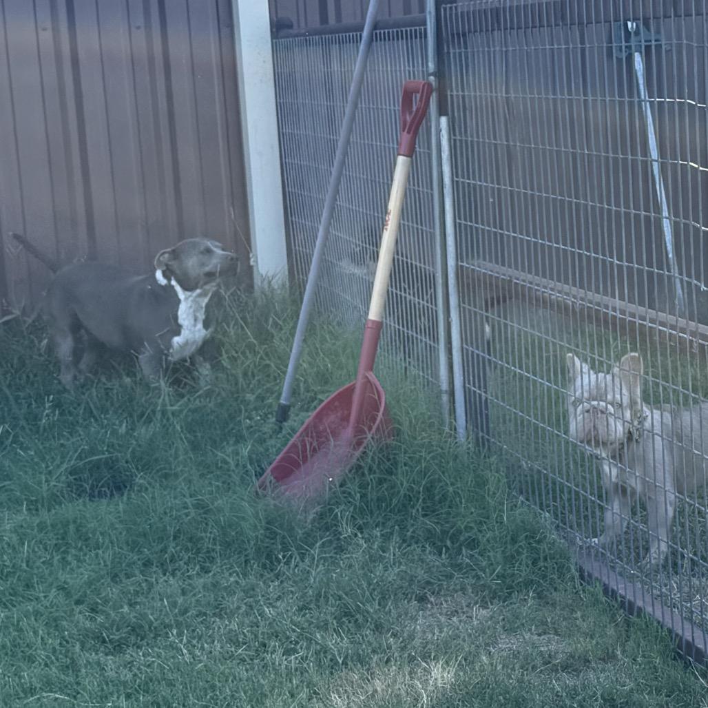 Jade, a Adoptable mixed breed in Aledo, TX image 4/5