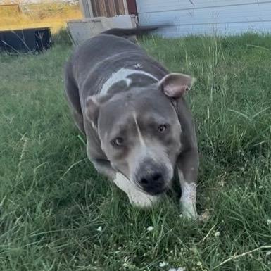 Jade, a Adoptable mixed breed in Aledo, TX image 5/5