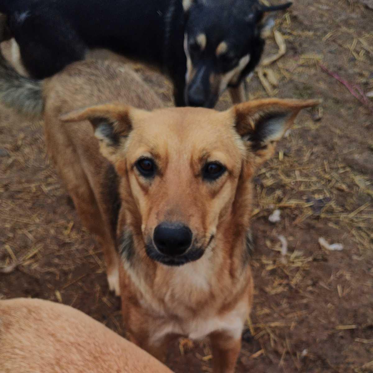 Enlarge Belle, an adopted mixed breed in Paradise, TX image 1/1