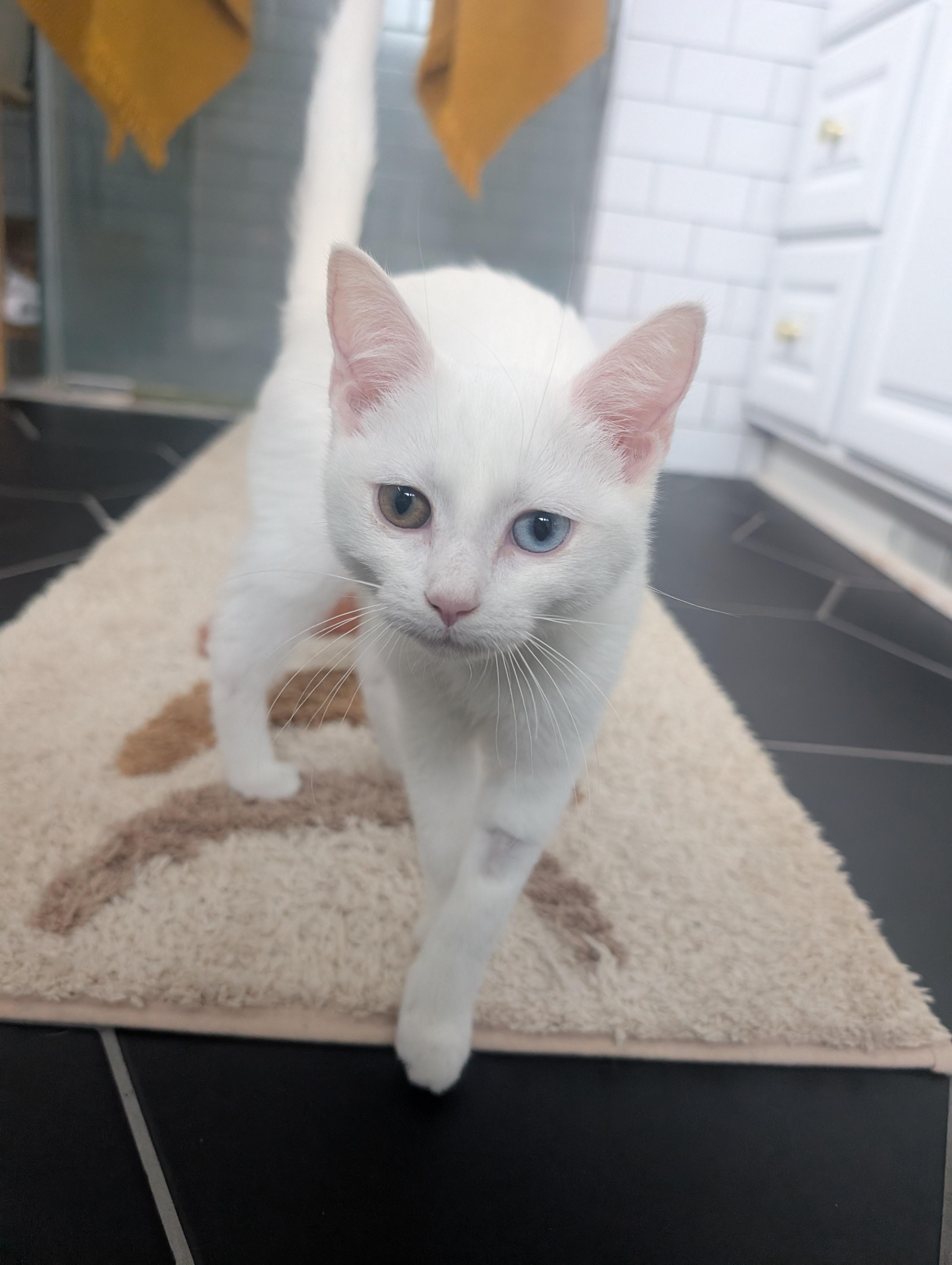 Enlarge Auriel, a Adoptable Domestic Short Hair in Columbus, OH image 2/6