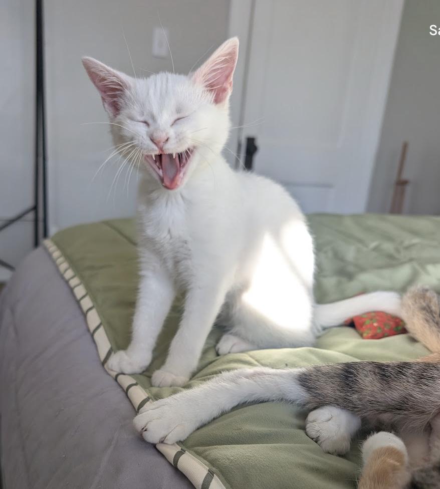 Enlarge Auriel, a Adoptable Domestic Short Hair in Columbus, OH image 5/6