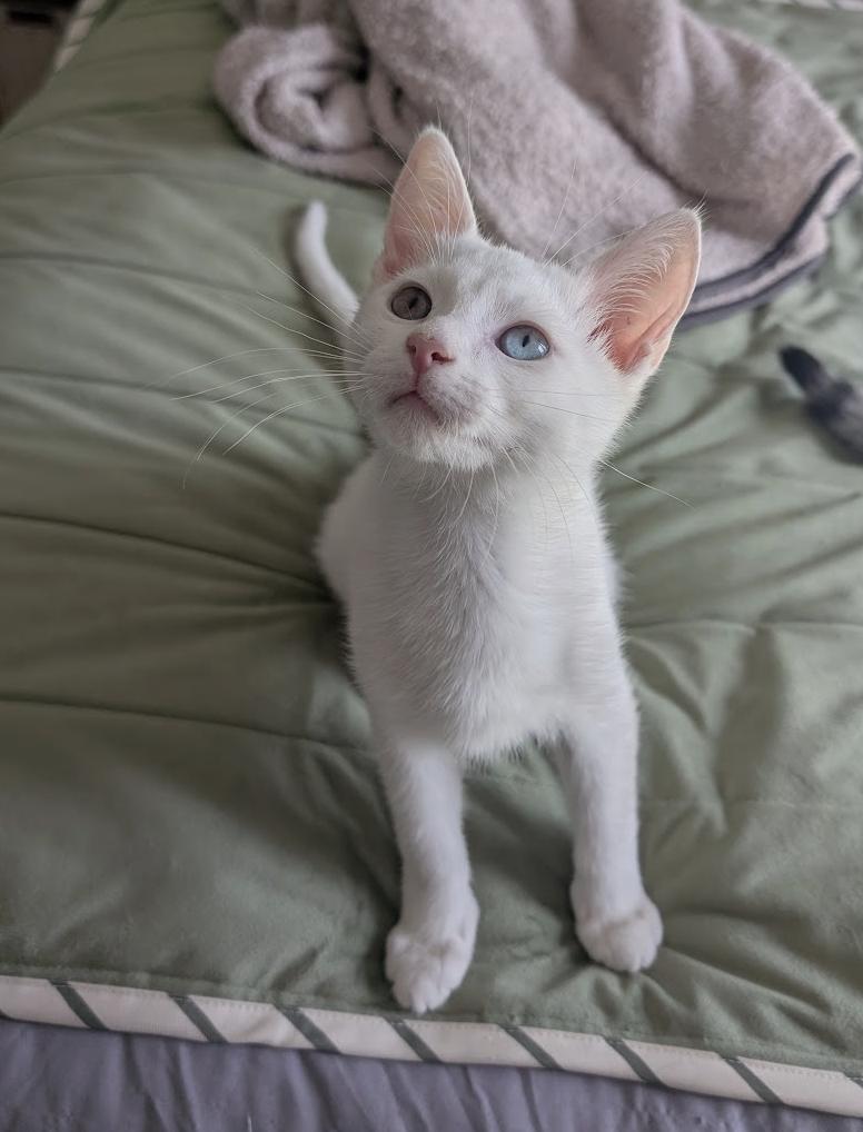 Auriel, Adoptable, Kitten Female Domestic Short Hair.