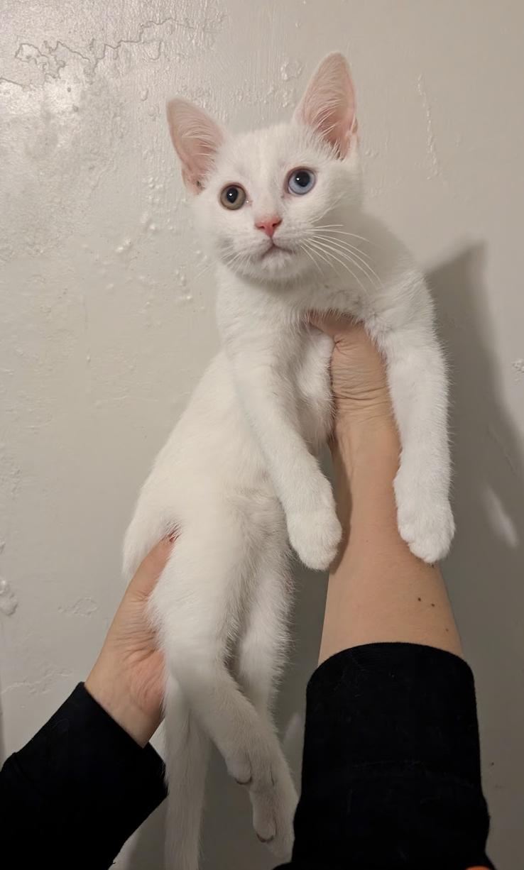 Enlarge Auriel, a Adoptable Domestic Short Hair in Columbus, OH image 6/6