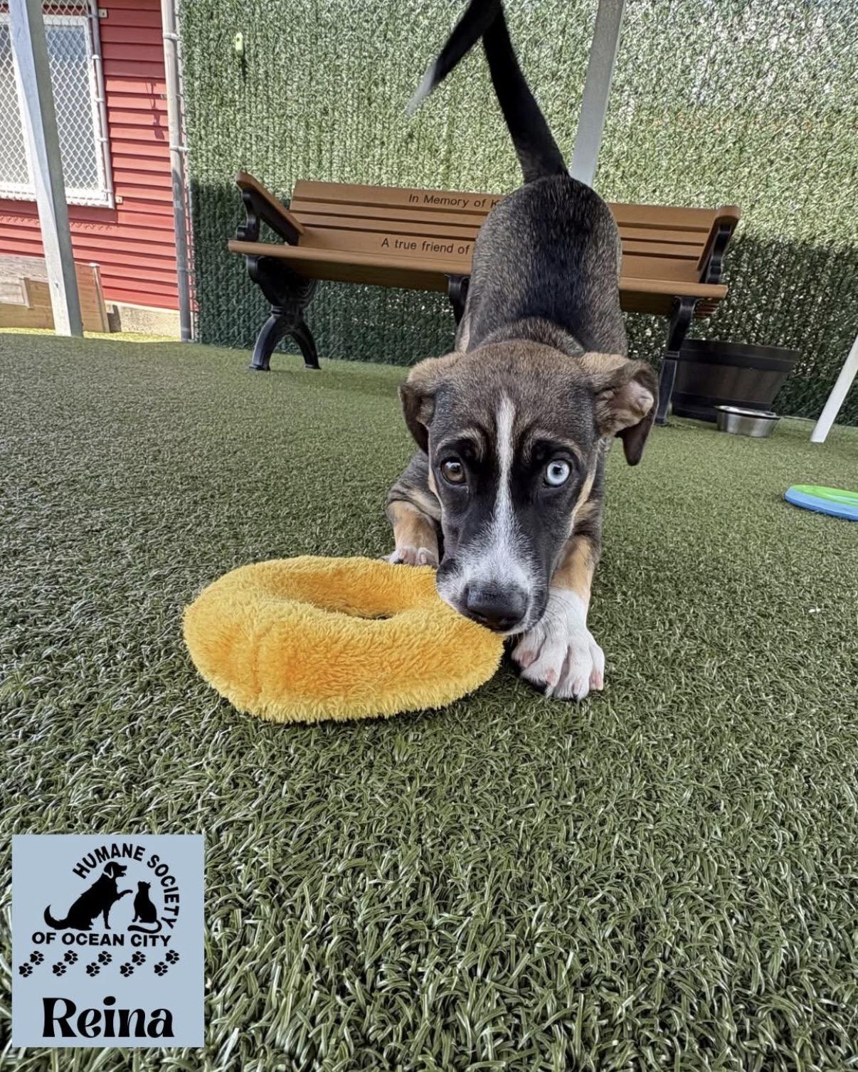 Reina, adopted, Young Female Labrador Retriever.
