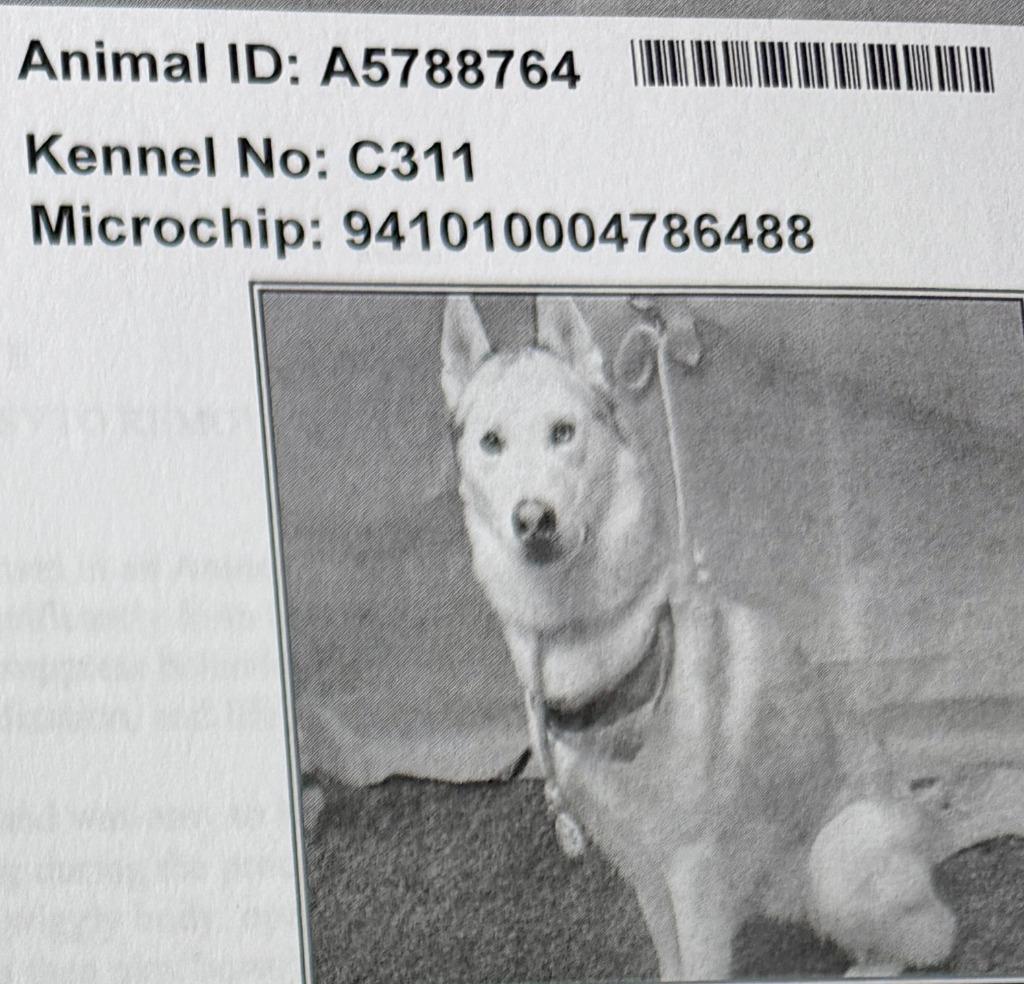 Ray Carson, Adopted, Young Male Mixed Breed.