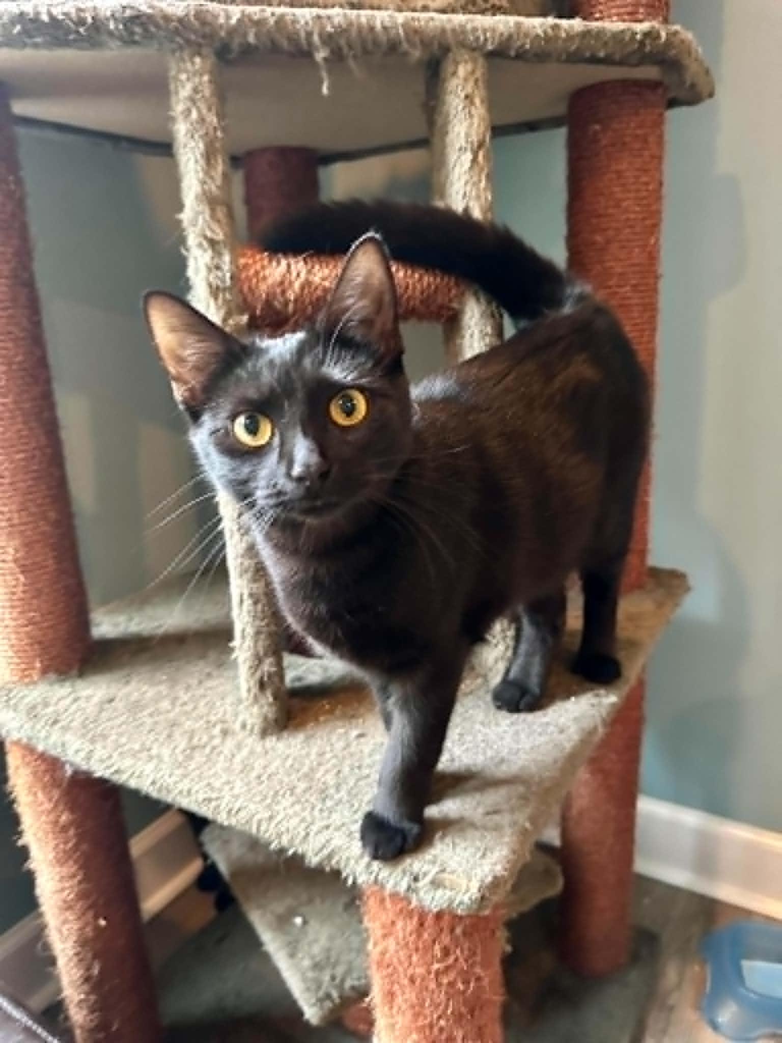 Bear, ADOPTABLE, Young Female Domestic Short Hair.