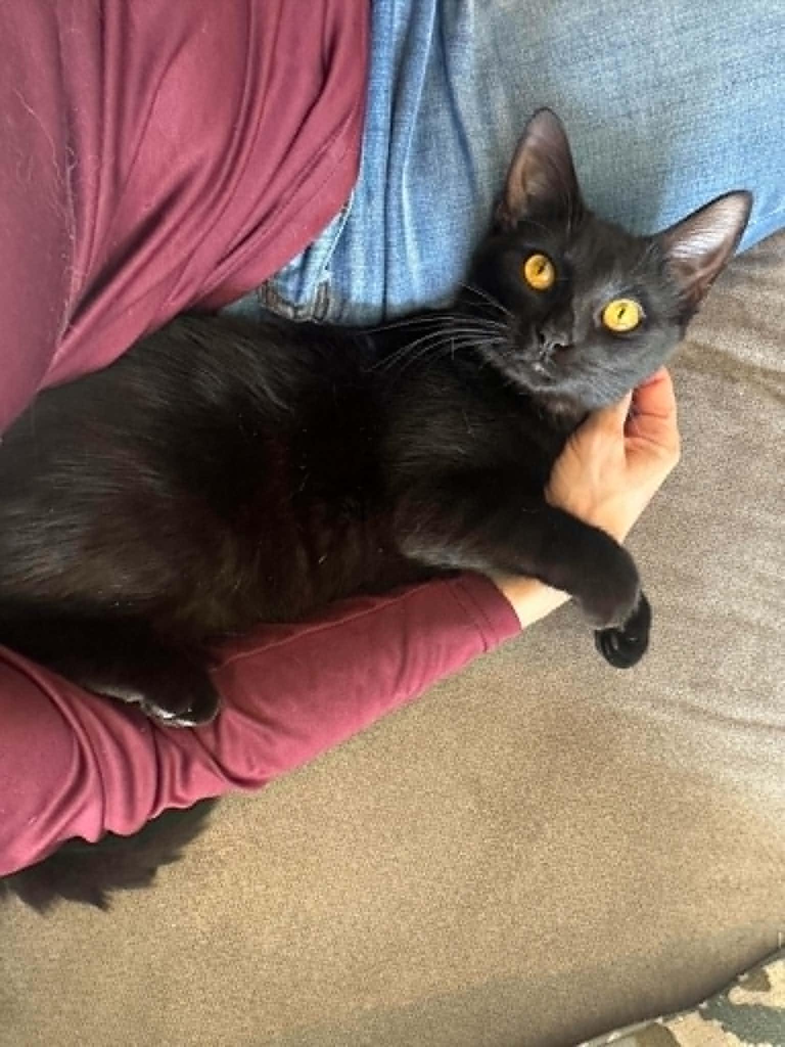 Bear, a ADOPTABLE Domestic Short Hair in Barrington Hills, IL image 2/2