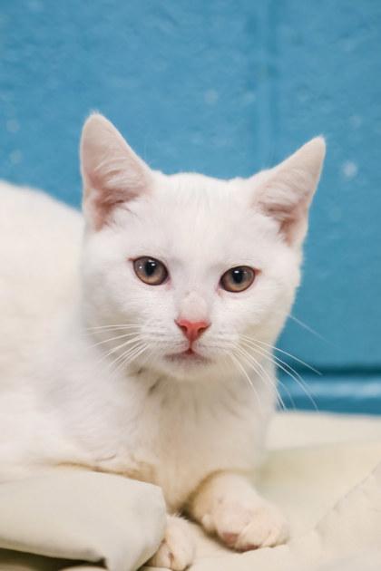Enlarge Meow-ly Cyrus, a Adoptable Domestic Short Hair in Dothan, AL image 1/2