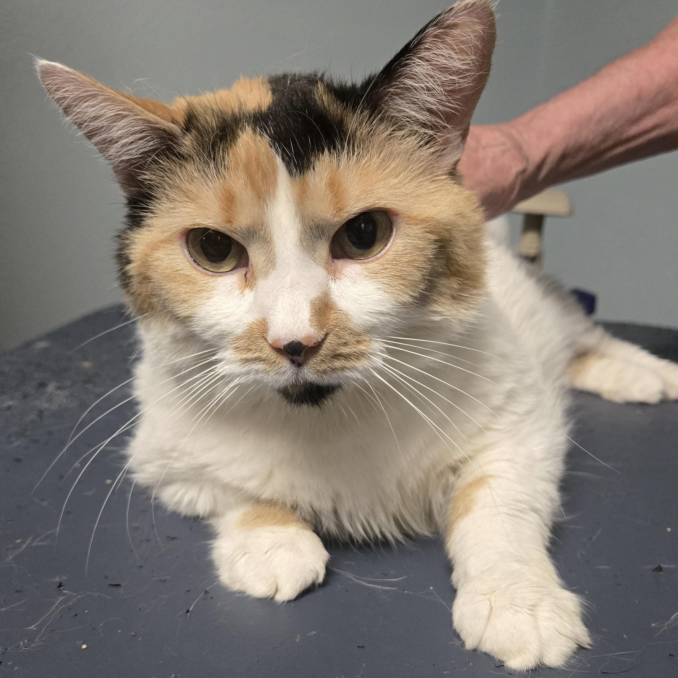 Ruth, Senior Female Domestic Short Hair