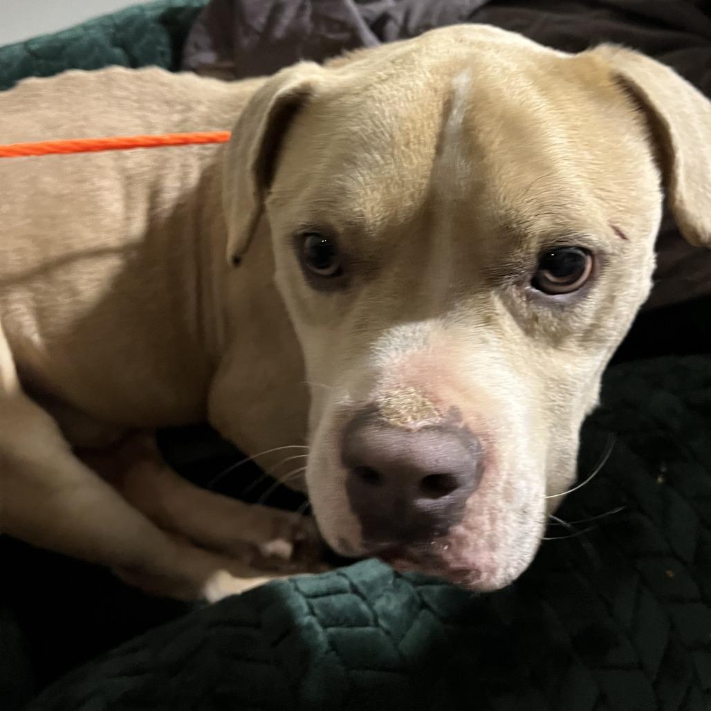 Enlarge Bo, a Adoptable Mixed Breed in Greensboro, NC image 3/6