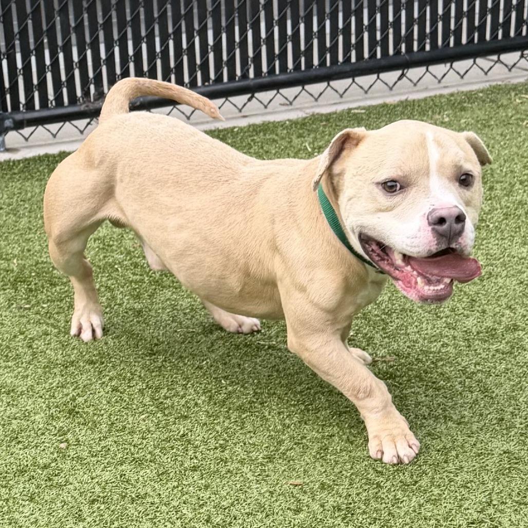 Enlarge Bo, a Adoptable Mixed Breed in Greensboro, NC image 2/6