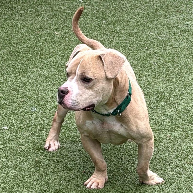 Enlarge Bo, a Adoptable Mixed Breed in Greensboro, NC image 5/6