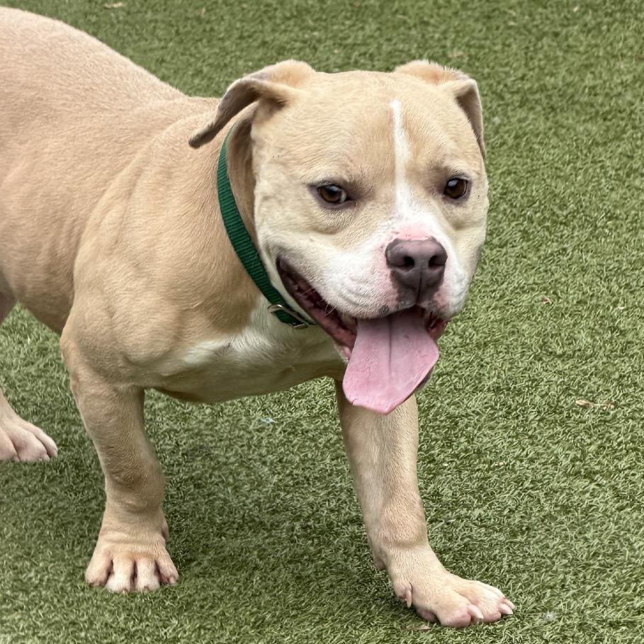 Enlarge Bo, a Adoptable Mixed Breed in Greensboro, NC image 1/6