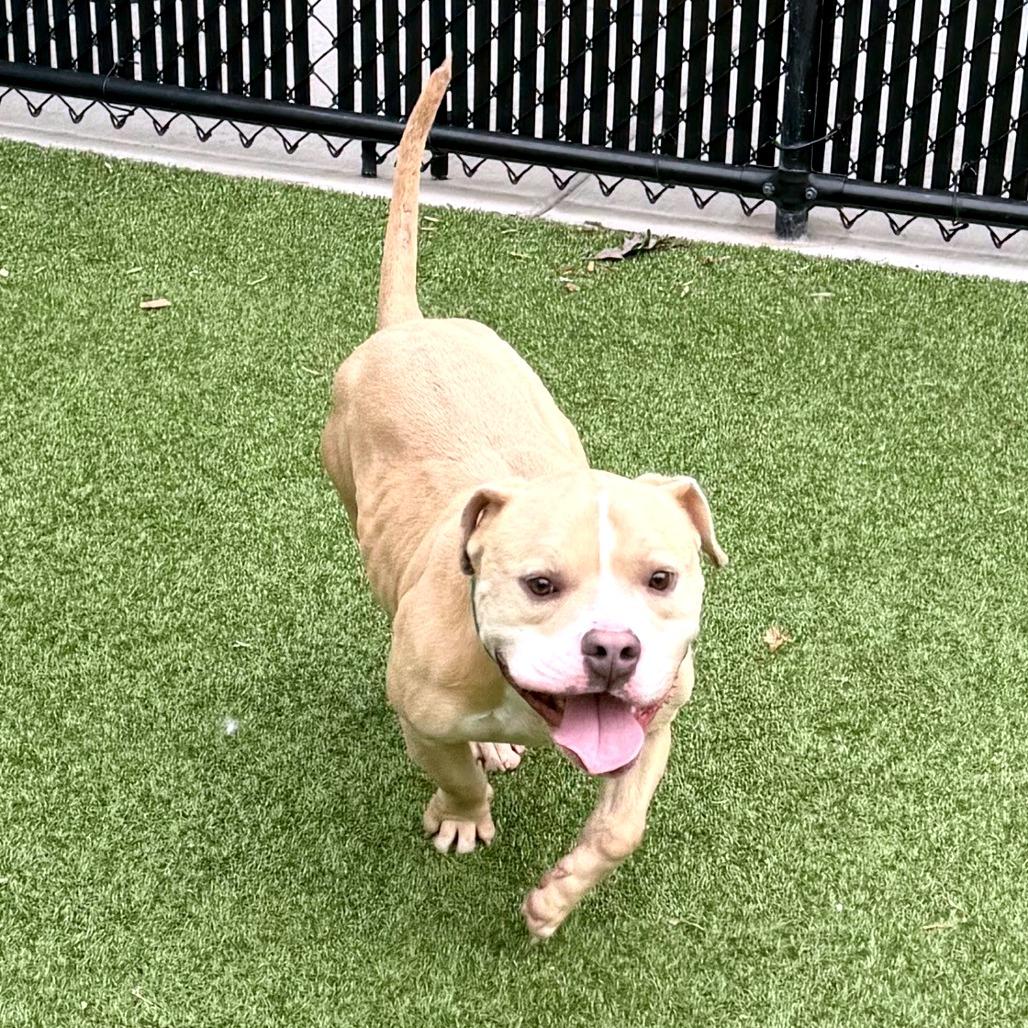 Enlarge Bo, a Adoptable Mixed Breed in Greensboro, NC image 4/6