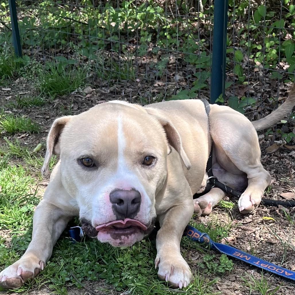 Enlarge Bo, a Adoptable Mixed Breed in Greensboro, NC image 6/6