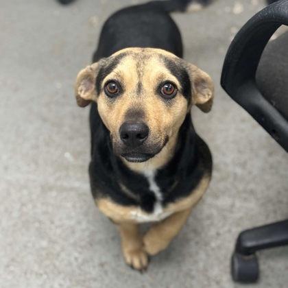 Enlarge Vela, a Adoptable mixed breed in Erie, PA image 1/1