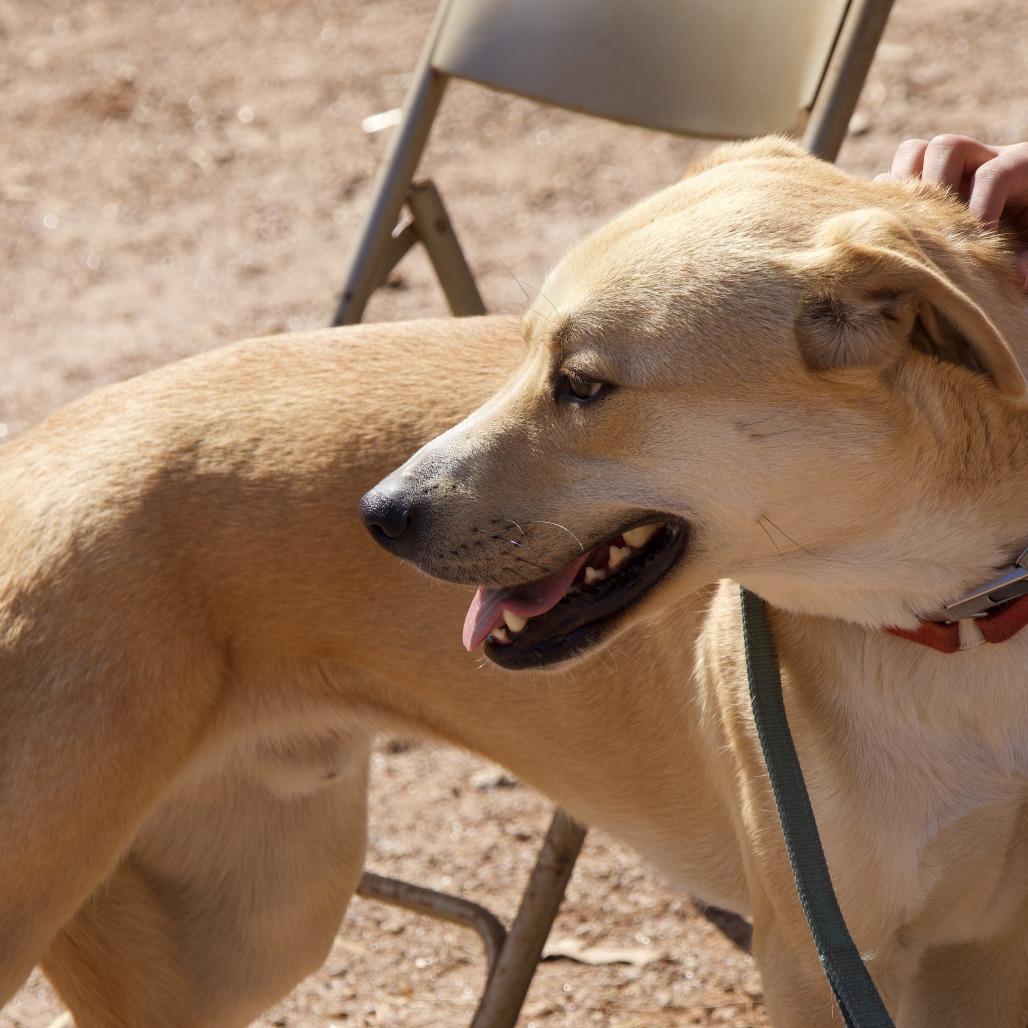 Enlarge Cash, a Adoptable Yellow Labrador Retriever in Delta, AL image 1/6