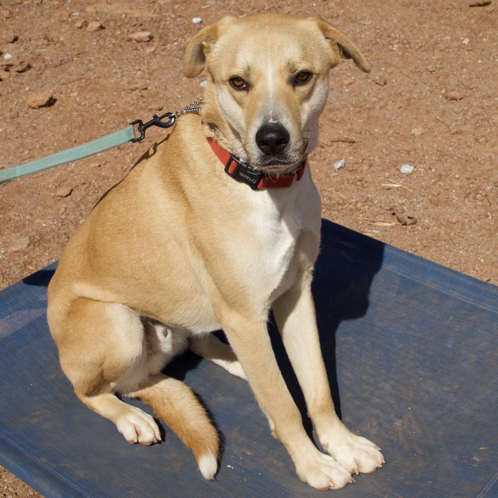 Enlarge Cash, a Adoptable Yellow Labrador Retriever in Delta, AL image 2/6