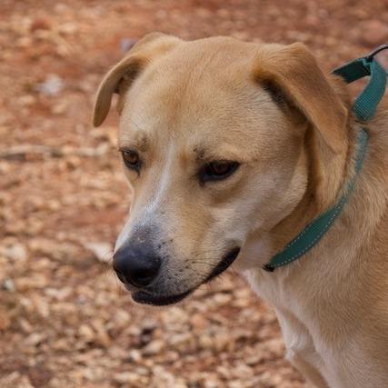 Enlarge Cash, a Adoptable Yellow Labrador Retriever in Delta, AL image 5/6