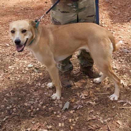 Enlarge Cash, a Adoptable Yellow Labrador Retriever in Delta, AL image 6/6