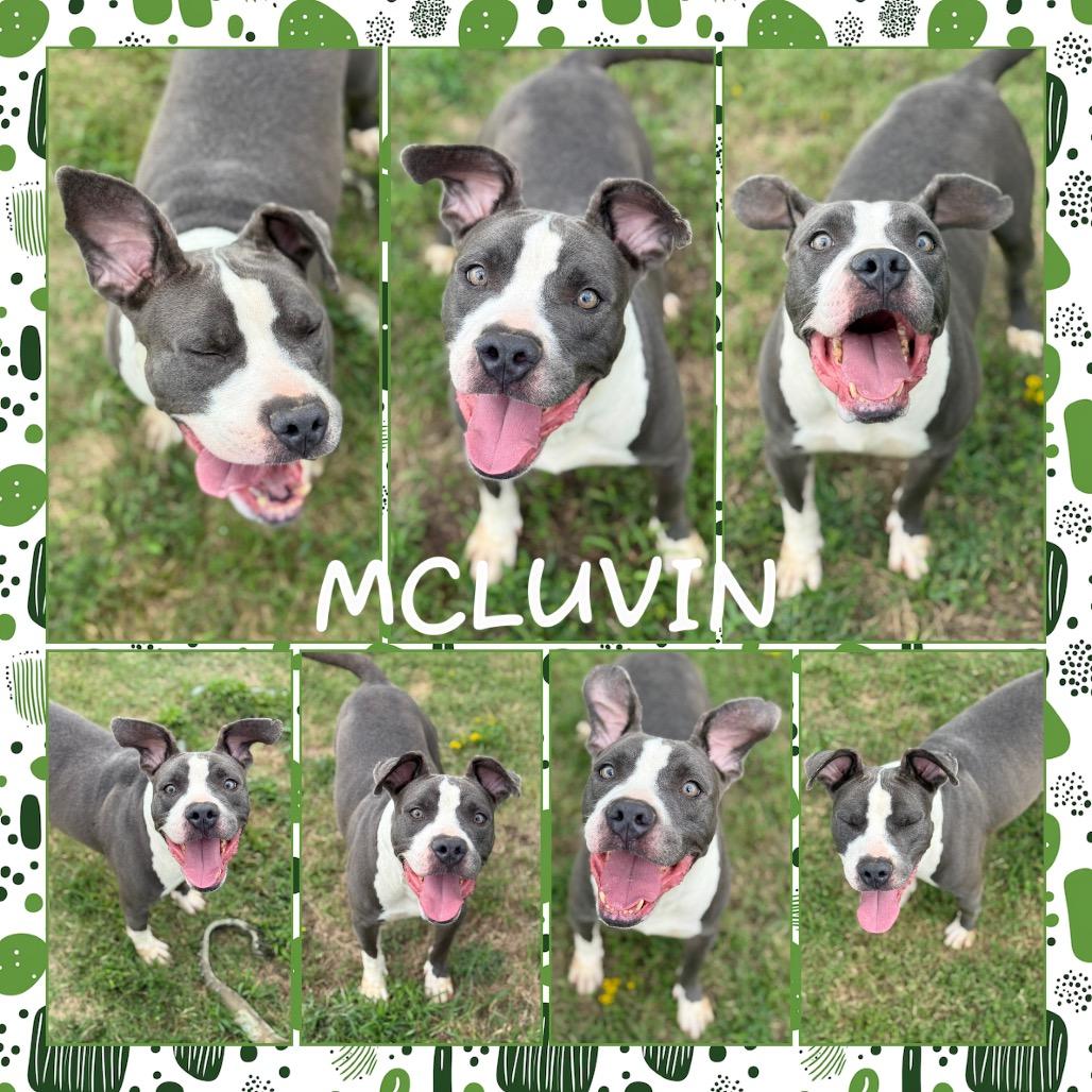 McLuvin, Adoptable, Adult Male Pit Bull Terrier.