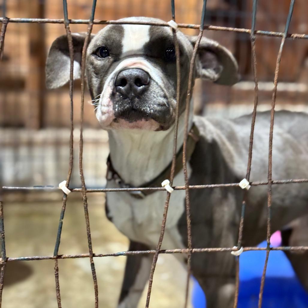 Enlarge McLuvin, a Adoptable Pit Bull Terrier in Fort Smith, AR image 2/3