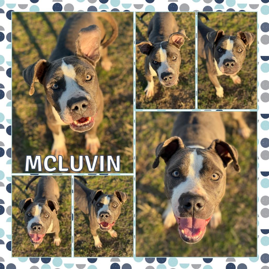 Enlarge McLuvin, a Adoptable Pit Bull Terrier in Fort Smith, AR image 3/3