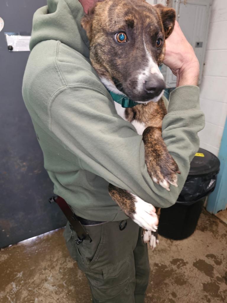 Enlarge Tiger, a Adoptable mixed breed in Lafayette, TN image 1/1