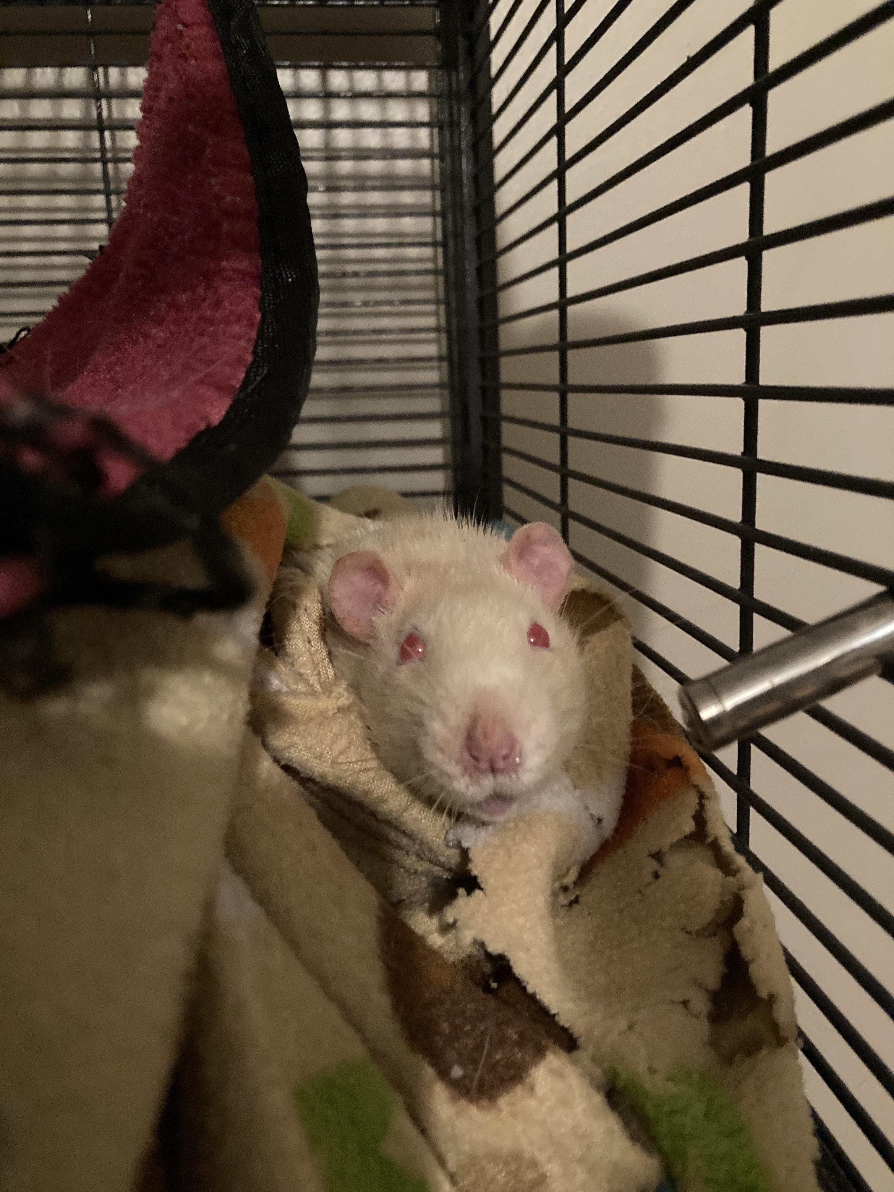 Mayor Dewey