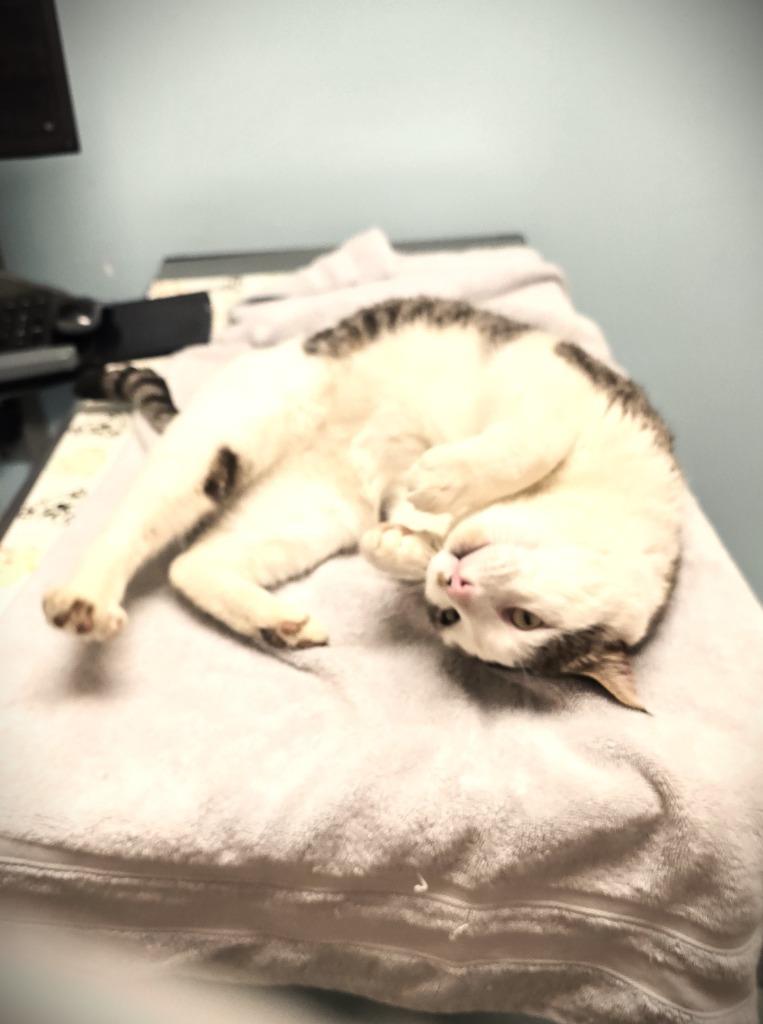 Enlarge Trooper, a Adoptable mixed breed in Pawtucket, RI image 1/5