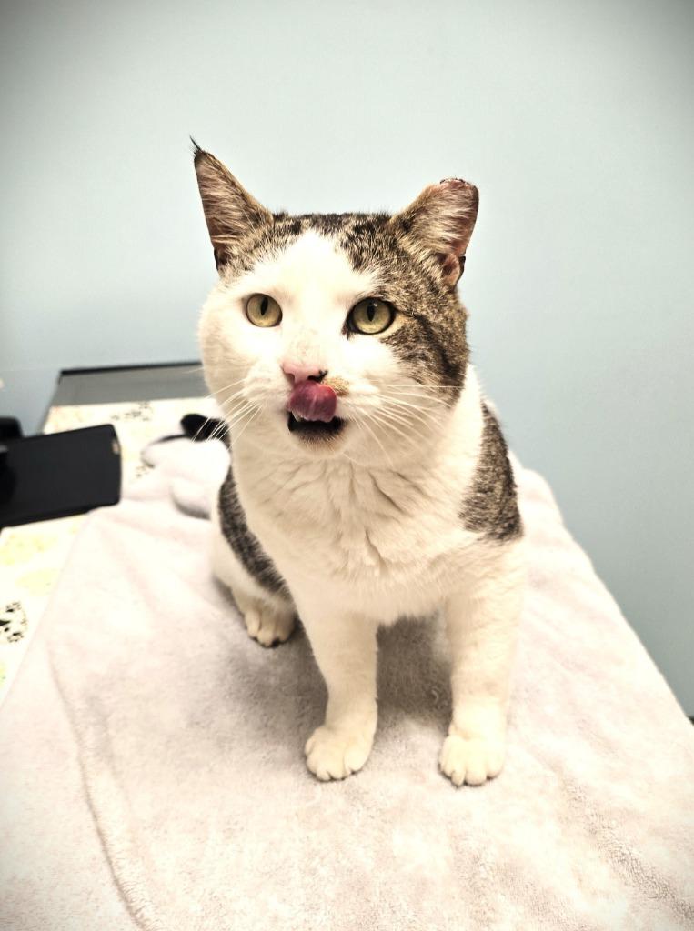 Enlarge Trooper, a Adoptable mixed breed in Pawtucket, RI image 2/5