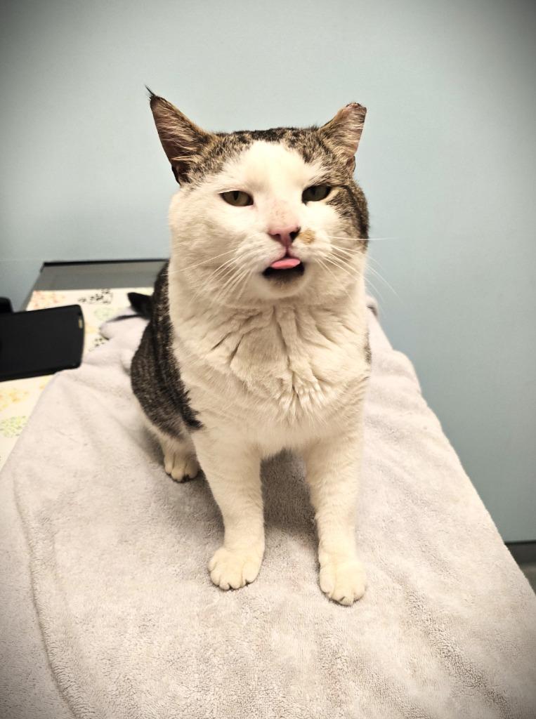 Enlarge Trooper, a Adoptable mixed breed in Pawtucket, RI image 3/5