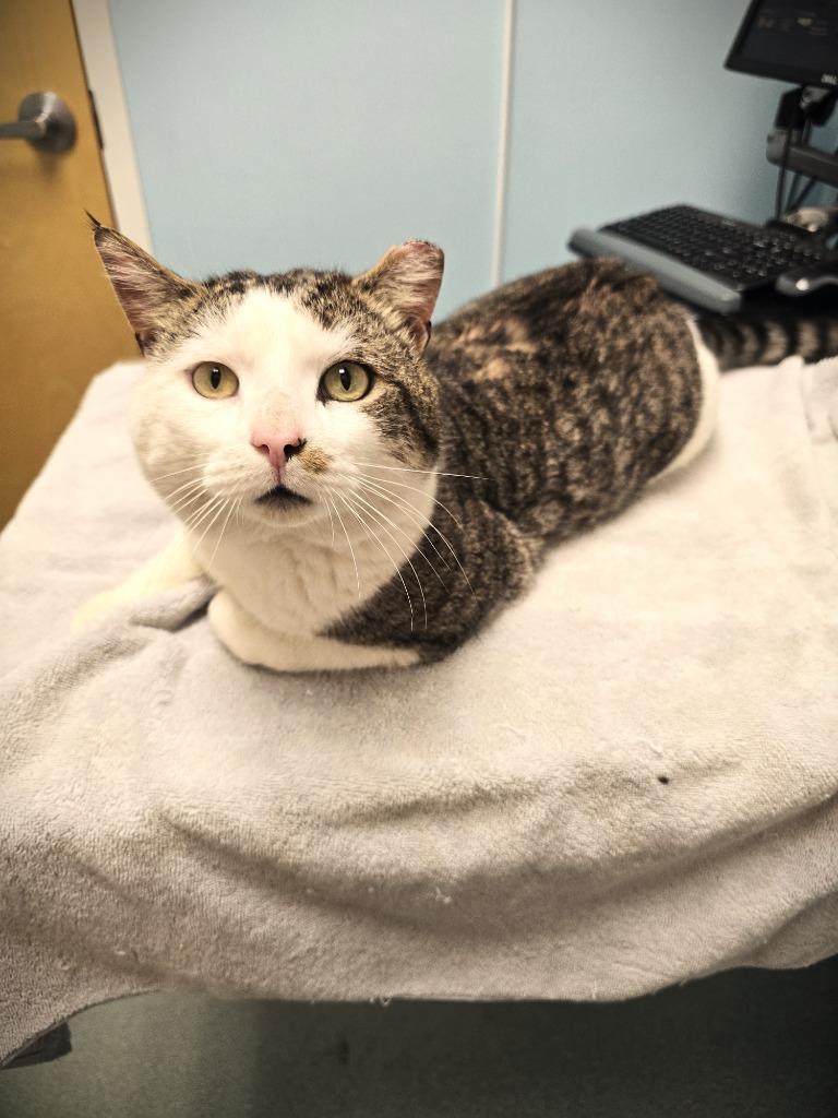 Enlarge Trooper, a Adoptable mixed breed in Pawtucket, RI image 4/5