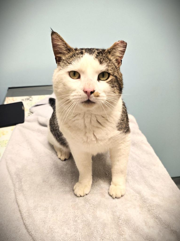 Enlarge Trooper, a Adoptable mixed breed in Pawtucket, RI image 5/5