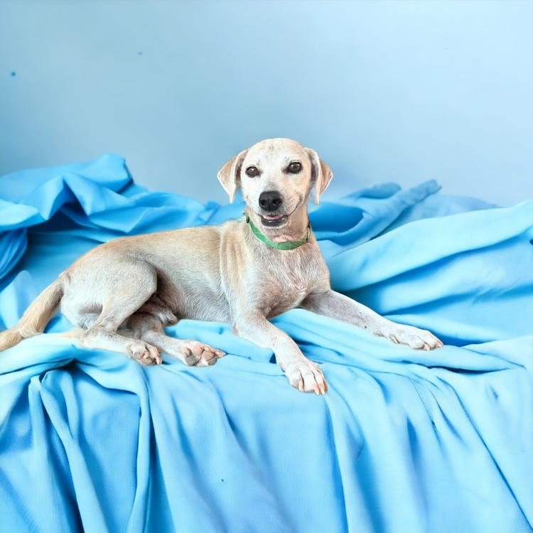 Armani — thumbnail 4