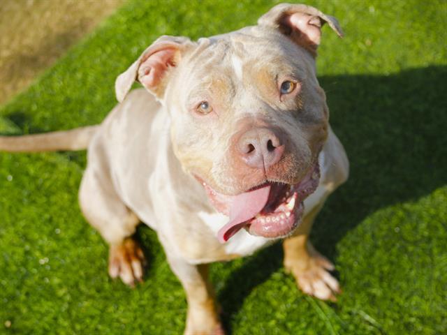 Enlarge CHANEL, a Adoptable mixed breed in Tallahassee, FL image 1/1