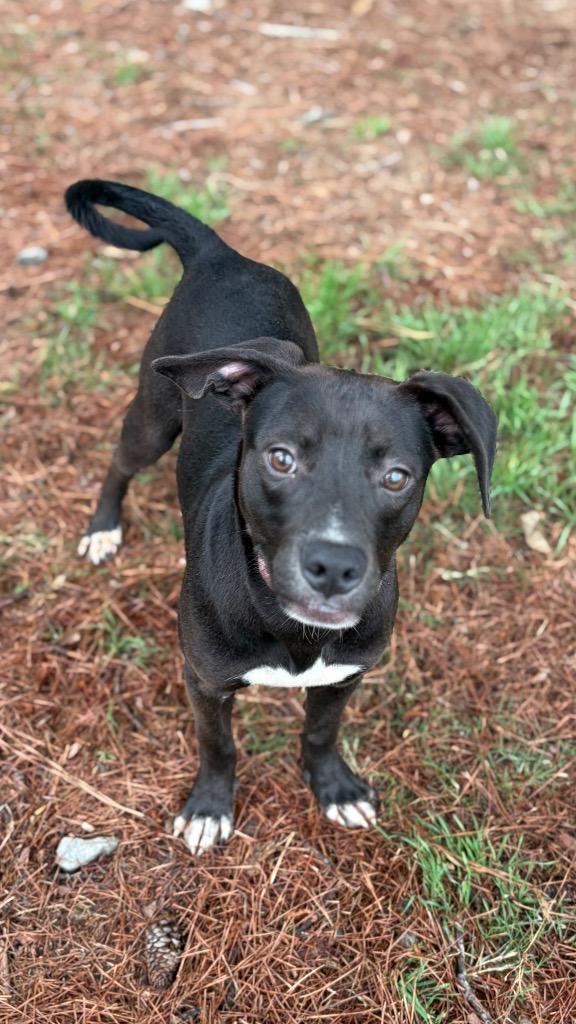 Enlarge Roman, a Adoptable mixed breed in Little Rock, AR image 1/4