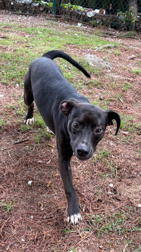 Enlarge Roman, a Adoptable mixed breed in Little Rock, AR image 2/4