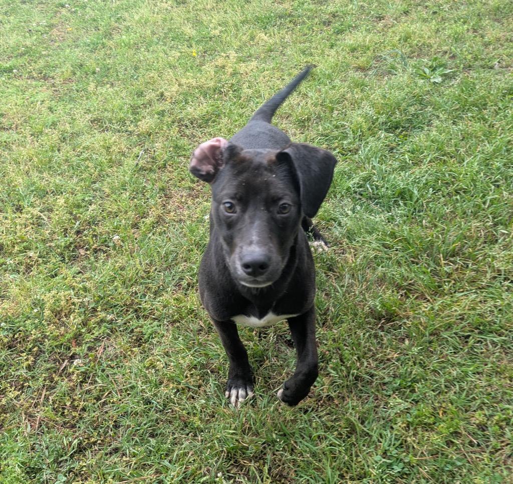 Enlarge Roman, a Adoptable mixed breed in Little Rock, AR image 3/4