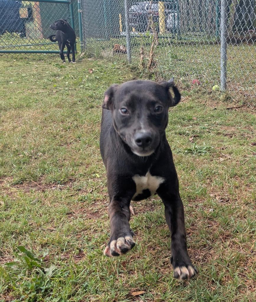 Enlarge Roman, a Adoptable mixed breed in Little Rock, AR image 4/4