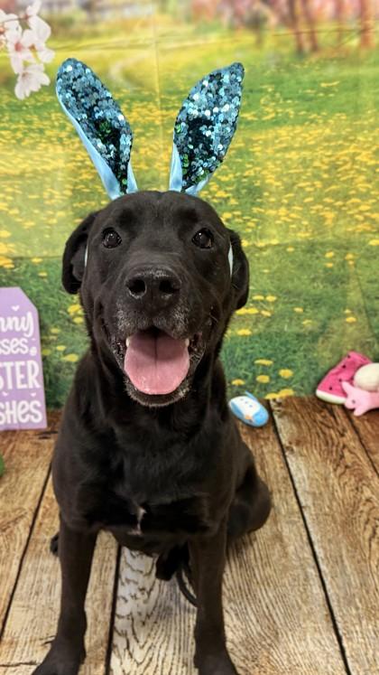 Floyd, Adoptable, Adult Male Labrador Retriever & Mixed Breed.