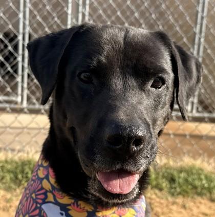 Floyd, a Adoptable mixed breed in Balch Springs, TX image 2/3