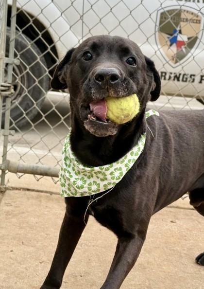 Enlarge Floyd, a Adoptable mixed breed in Balch Springs, TX image 1/3