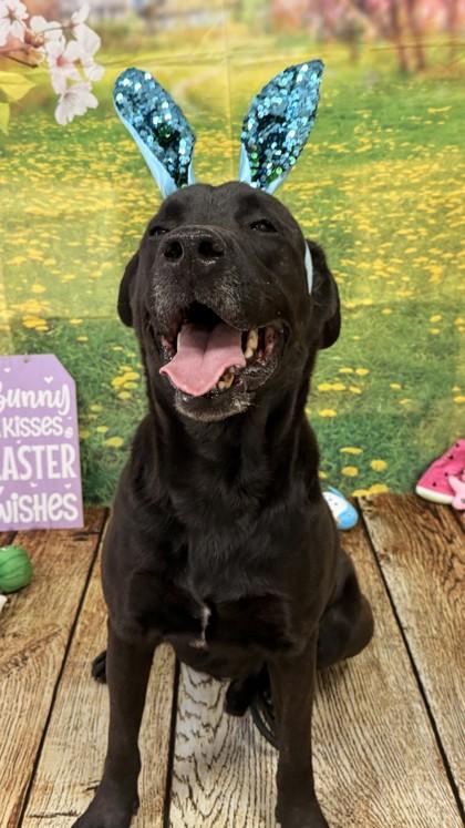 Floyd, a Adoptable mixed breed in Balch Springs, TX image 3/3