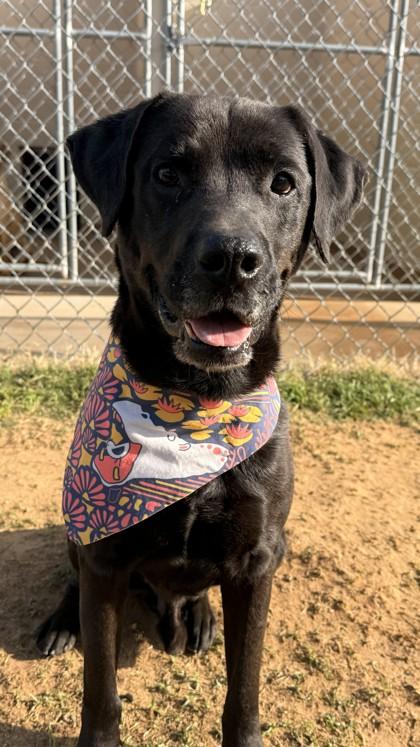 Enlarge Floyd, a Adoptable mixed breed in Balch Springs, TX image 2/3