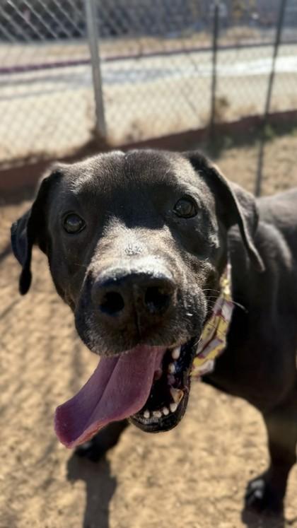 Floyd, Adoptable, Adult Male Labrador Retriever & Mixed Breed.