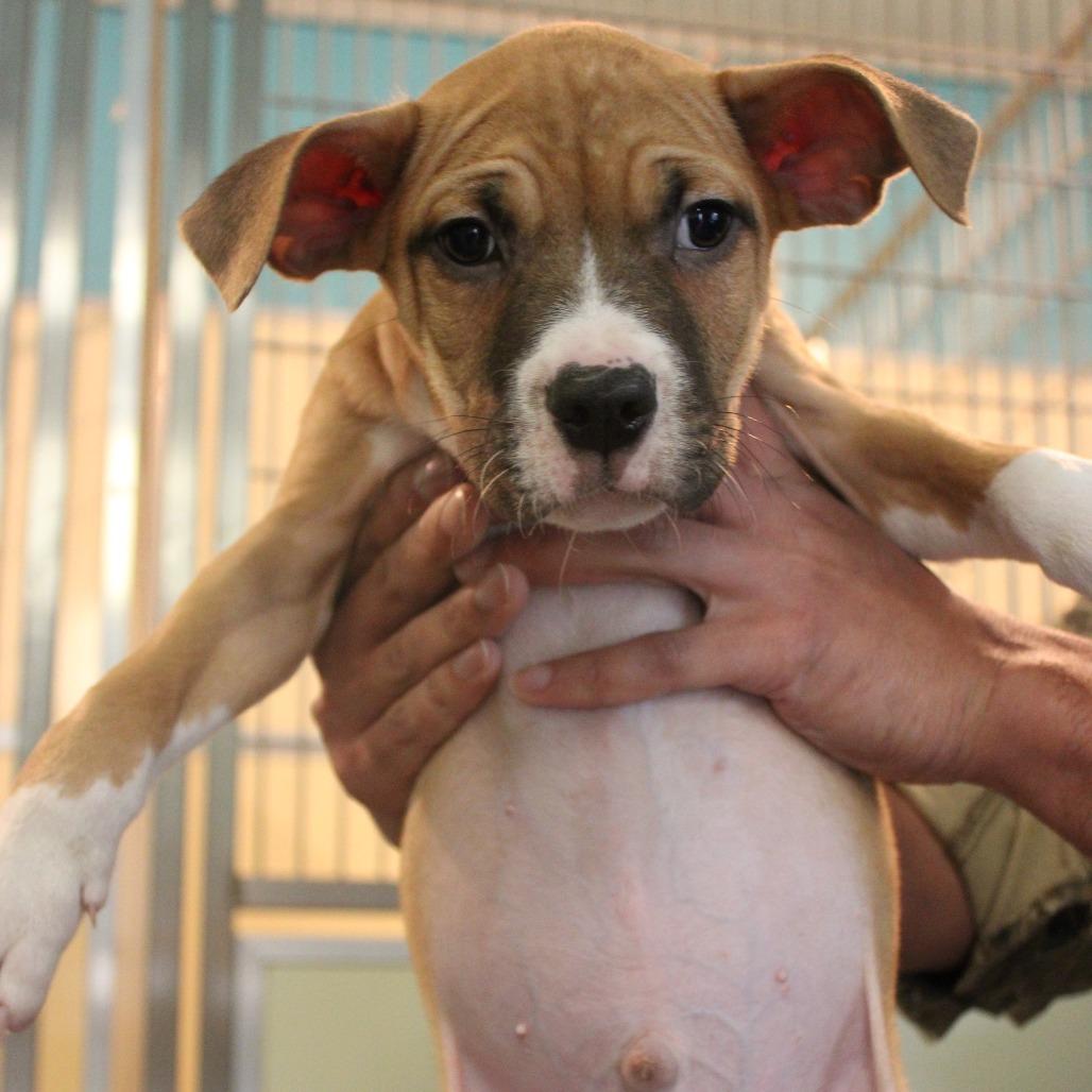 Max, Adoptable, Puppy Male Mixed Breed.